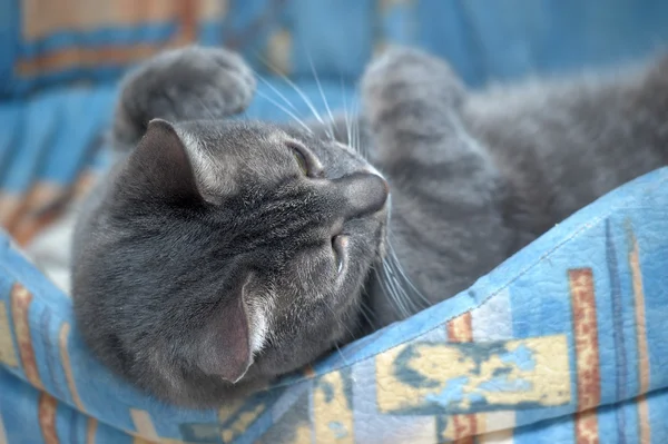Gato en la cama — Foto de Stock