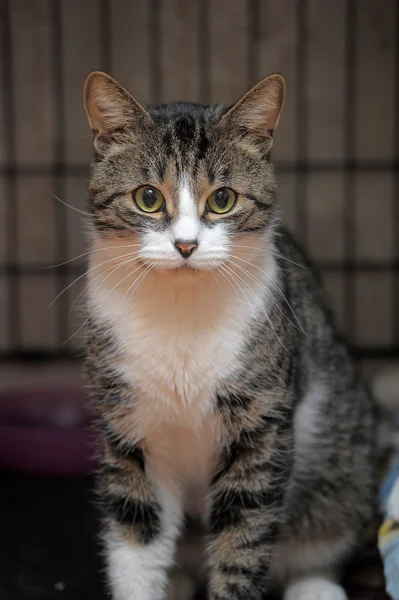 Gato manchado — Foto de Stock