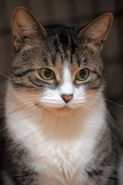 Katt närbild — Stockfoto