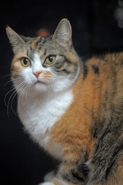 Cat close-up — Stockfoto