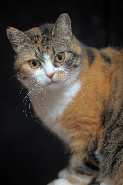 Плямистий кіт — стокове фото
