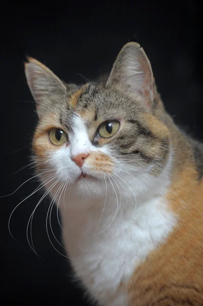 Gato de perto — Fotografia de Stock