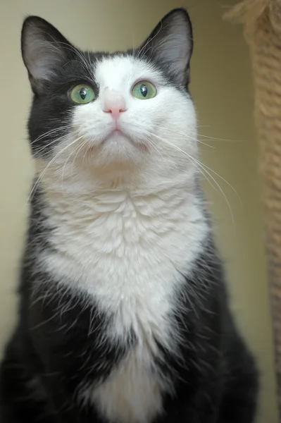 黑白色猫 — 图库照片