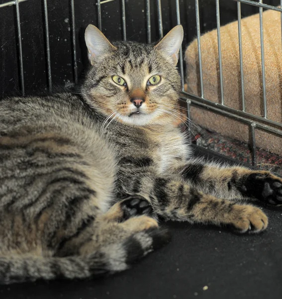 Striped cat — Stock Photo, Image