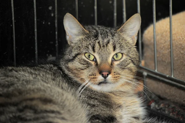 Striped cat — Stock Photo, Image