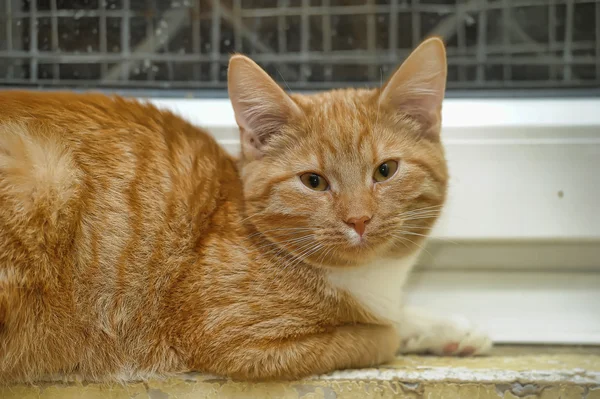 Gato vermelho — Fotografia de Stock