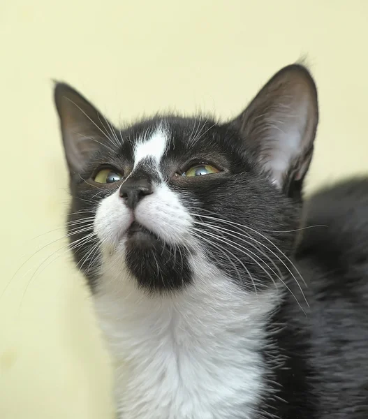 Gato preto e branco — Fotografia de Stock