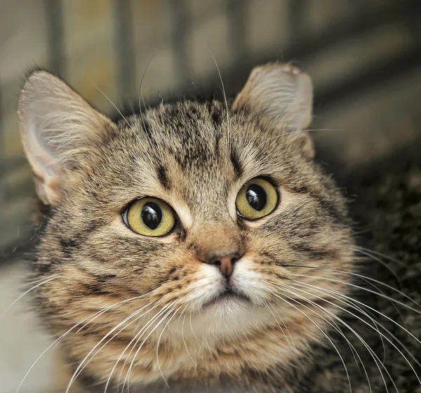 Kedi closeup — Stok fotoğraf