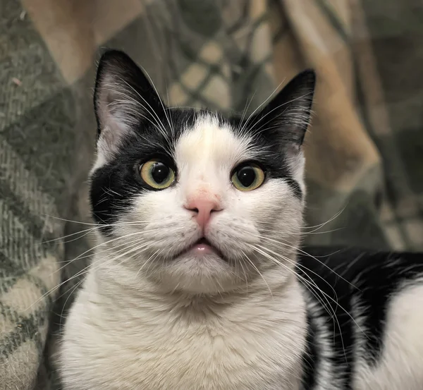 Black and white cat — Stock Photo, Image