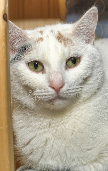 Gato blanco — Foto de Stock