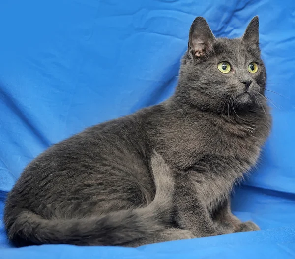 Russian blue cat on a blue background. — Stock Photo, Image