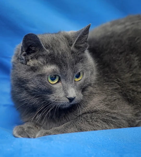 Russian blue cat on a blue background. — Stock Photo, Image