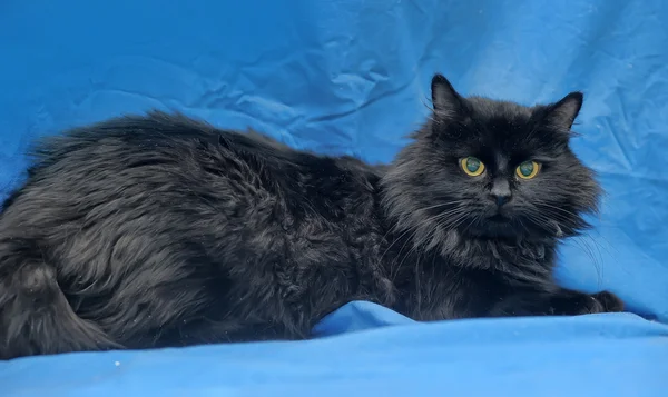 Precioso mullido negro gato en azul . — Foto de Stock