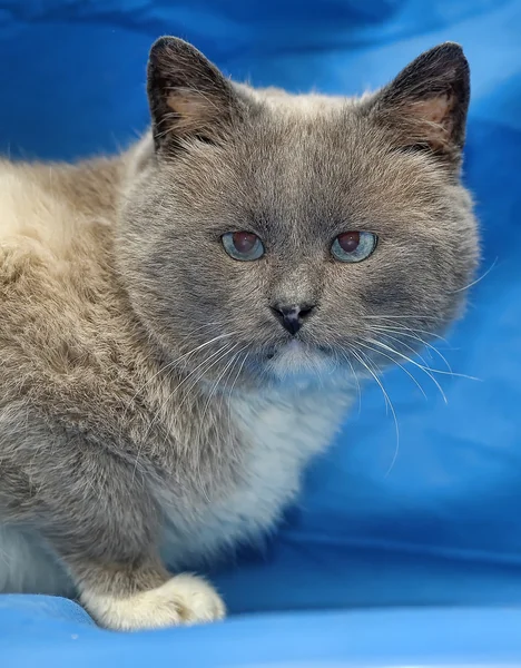 Thailändsk katt på en blå bakgrund. — Stockfoto