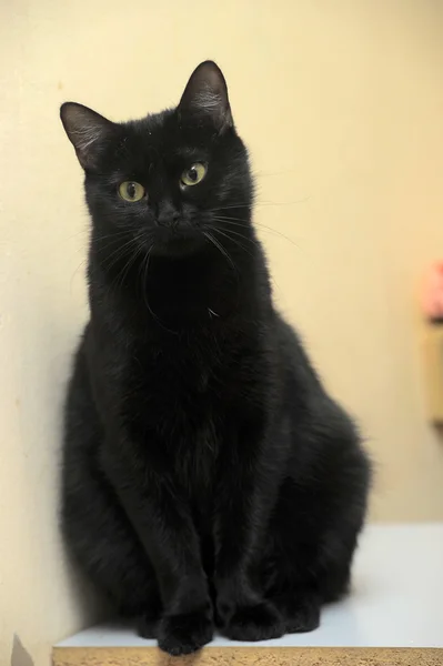 Hladká srst černá kočka — Stock fotografie