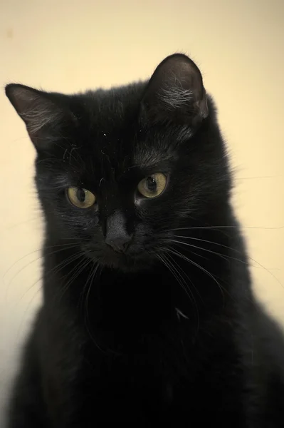 Yumuşak ceket siyah kedi — Stok fotoğraf