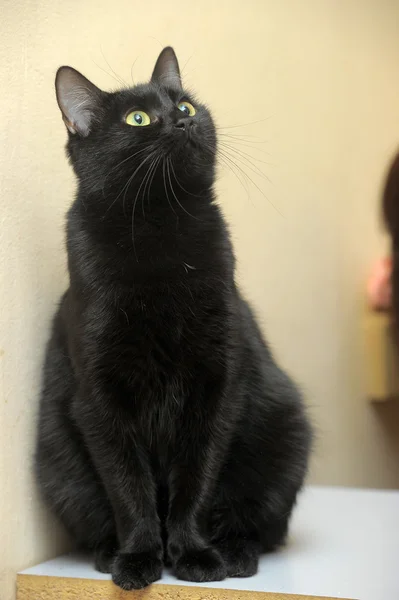 Casaco liso gato preto — Fotografia de Stock