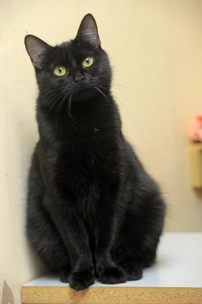 滑らかなコート黒猫 — ストック写真