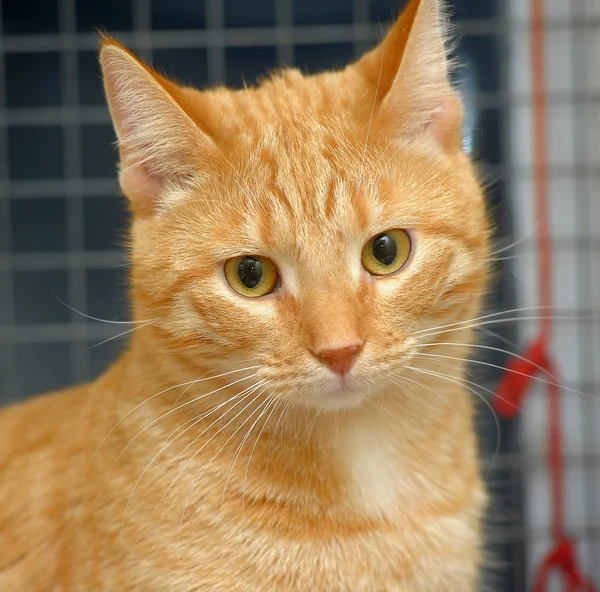 Katze im Tierheim wartet auf Gastgeber — Stockfoto