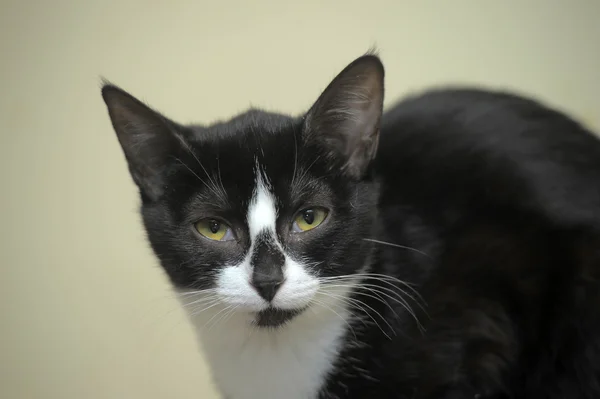 Black-and-white cat portrait — Stock Photo, Image
