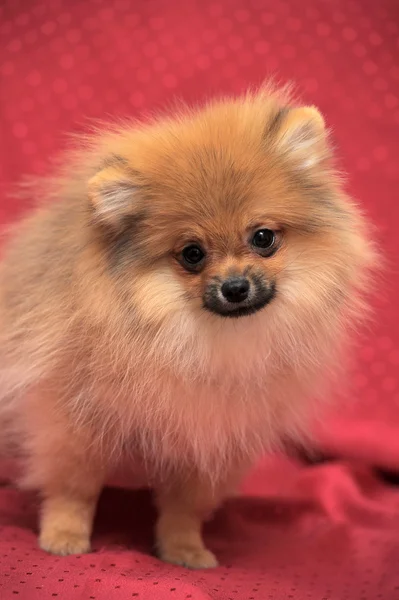 Cão da Pomerânia — Fotografia de Stock