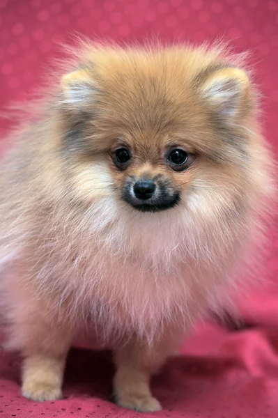 Perro de Pomerania —  Fotos de Stock