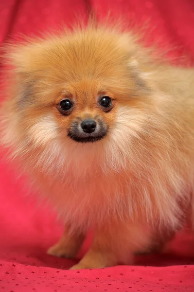 Cão da Pomerânia — Fotografia de Stock