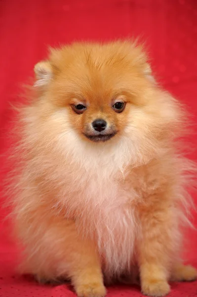 Pomeranian 개 — 스톡 사진