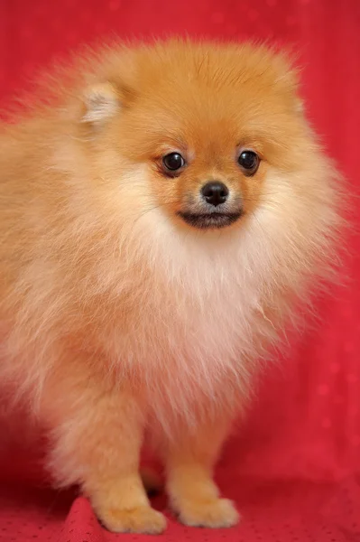 Pomeranian 개 — 스톡 사진