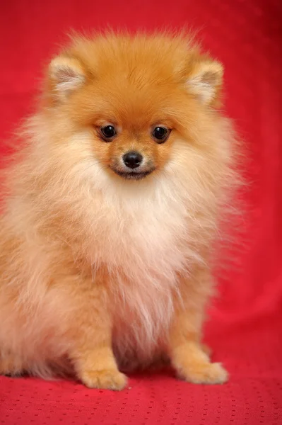 Pomeranian 개 — 스톡 사진