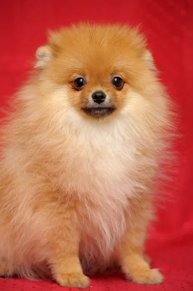 Pomeranian 개 — 스톡 사진