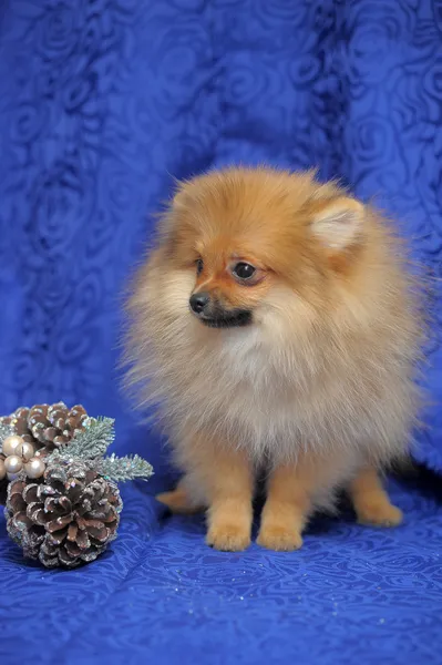 Pomeranian hund — Stockfoto