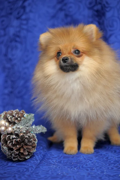 Cão da Pomerânia — Fotografia de Stock