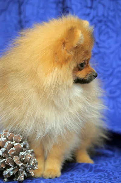 Pomeranian hund — Stockfoto