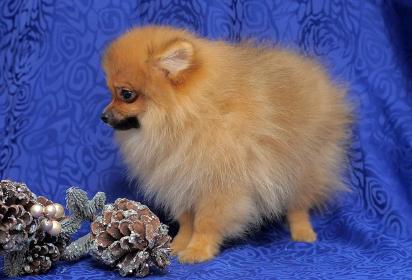 Anjing Pomeranian — Stok Foto