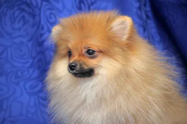 Perro de Pomerania — Foto de Stock