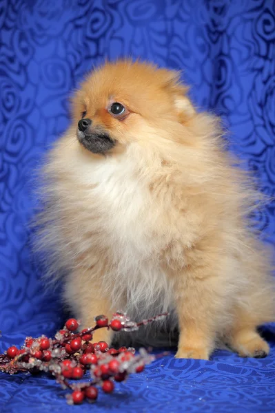 Pomeranian hund — Stockfoto