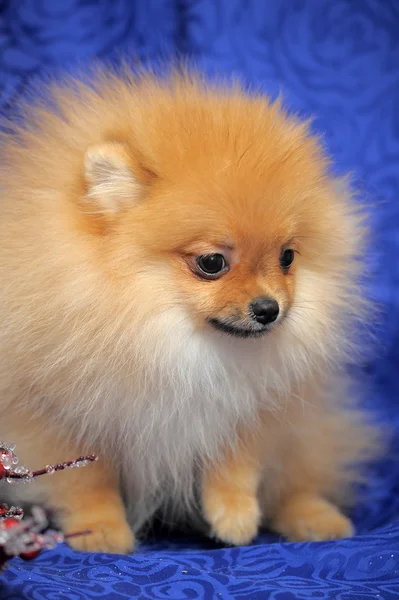 Cão da Pomerânia — Fotografia de Stock