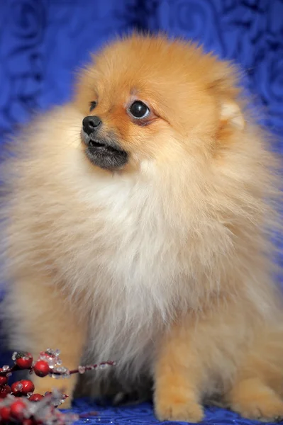 Perro de Pomerania — Foto de Stock