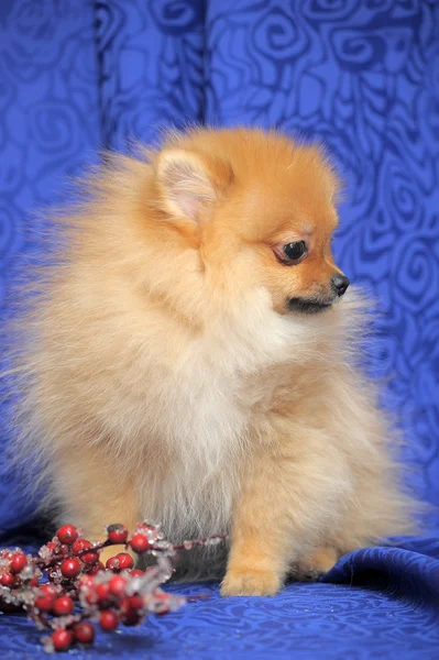 Perro de Pomerania — Foto de Stock