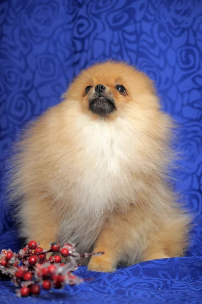 Pomeranian σκύλος — Φωτογραφία Αρχείου