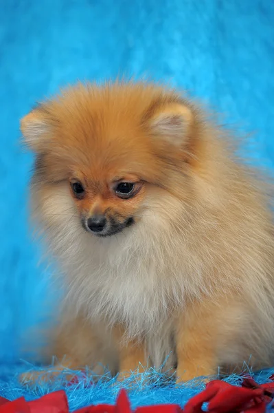 Perro de Pomerania — Foto de Stock