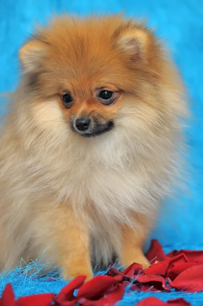 Pomeranian hund — Stockfoto