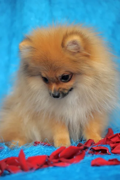 Pomeranian σκύλος — Φωτογραφία Αρχείου