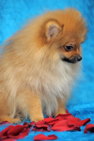 Cão da Pomerânia — Fotografia de Stock