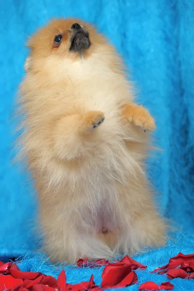 Pomeranian hund — Stockfoto