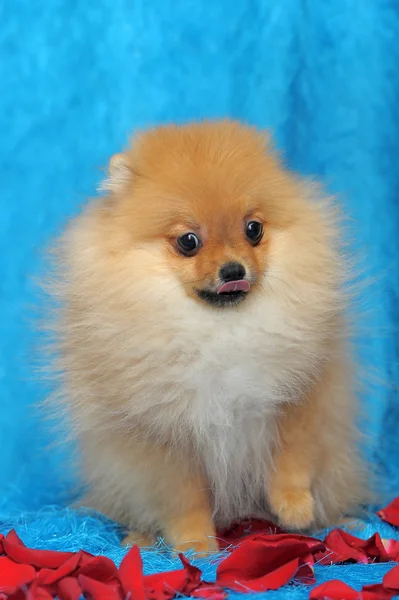 Pomeranian hund — Stockfoto