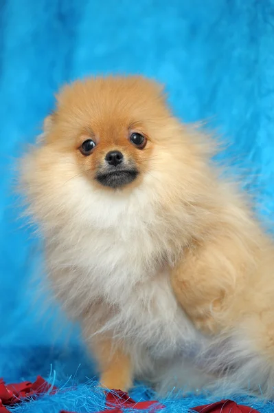 Cão da Pomerânia — Fotografia de Stock