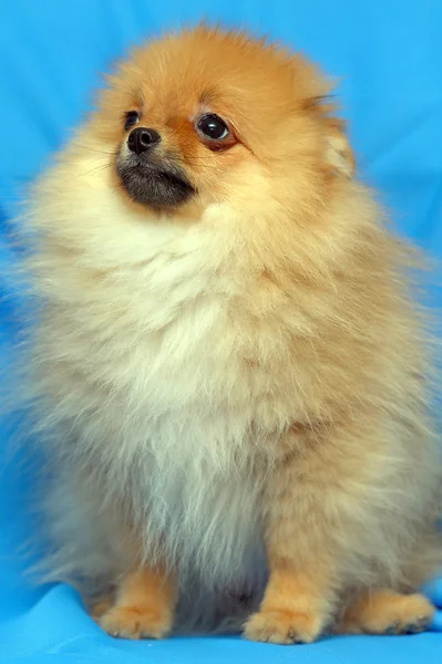 Pomeranian hund — Stockfoto