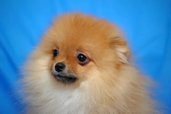 Pommerscher Hund — Stockfoto